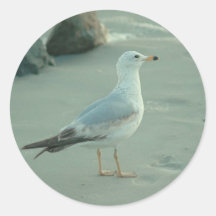 Sea Gull / Round Sticker