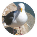 Sea Gull sticker by wdm_emm Sea Gull sticker