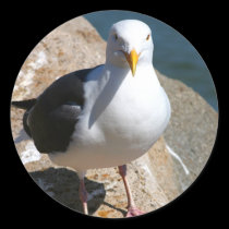 Sea Gull sticker