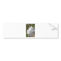 Sea Gulls Bumper Stickers