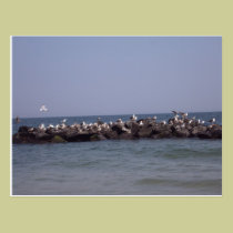 Sea Gulls postcards