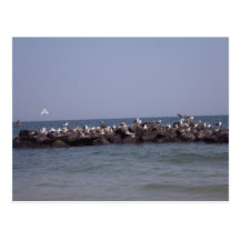 Sea Gulls Post Card