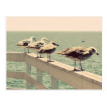 Sea Gulls Post Card
