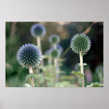 Sea Holly Poster/Print