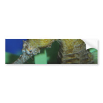 Sea Horse Bumper Sticker