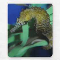 Sea Horse mousepads