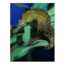 Sea Horse Post Cards