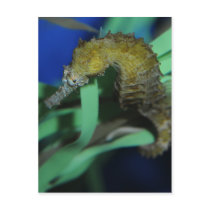 Sea Horse Post Cards