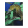 Sea Horse Post Cards