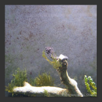 Sea Horse posters