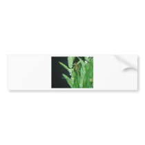 sea horse with plants bumper stickers