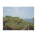 Sea Lavendar postcard