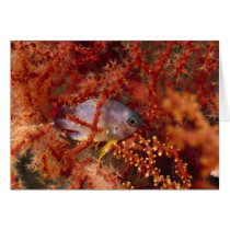 Sea Life - Fish Cards