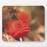 Sea Life - Fish Mousepad