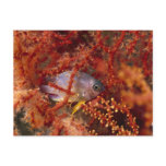 Sea Life - Fish Postcards