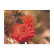 Sea Life - Fish postcards