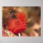 Sea Life - Fish posters