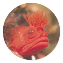 Sea Life - Fish stickers by MuseMagic Sea Life - Fish stickers