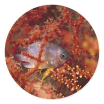 Sea Life - Fish stickers by MuseMagic Sea Life - Fish stickers