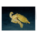Sea Life - Octopus Cards