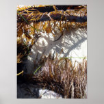 Sea Life on the shore posters