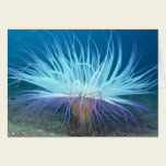 Sea Life Sea Anemone Card cards