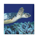 Sea Life - Sea Turtle Magnet