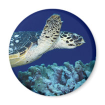 Sea Life - Sea Turtle magnets by MuseMagic Sea Life - Sea Turtle magnets