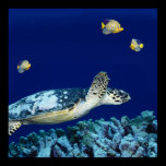 Sea Life - Sea Turtle Poster