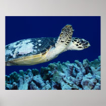 Sea Life - Sea Turtle Posters