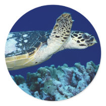 Sea Life - Sea Turtle stickers by MuseMagic Sea Life - Sea Turtle stickers