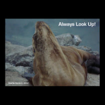 Sea Lion - Always Look Up! - Poster posters