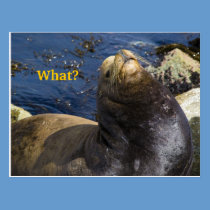 Sea Lion Attitude postcards