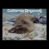 Sea Lion - California Dreaming - Poster posters