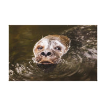 Sea Lion Canvas Print