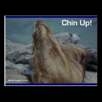 Sea Lion - Chin Up! - Postcard postcards