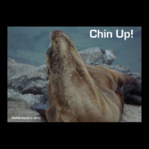 Sea Lion - Chin Up - Poster posters