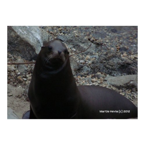 Sea Lion Close-Up zazzle_print