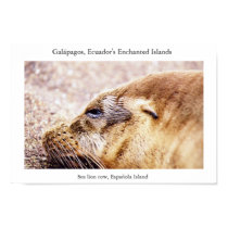 Sea lion cow, exhausted after a day's hunt posters