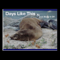 Sea Lion - Days Like This - Postcard postcards