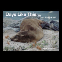 Sea Lion - Days Like This - Poster posters