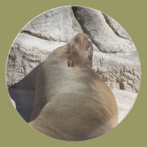 Sea Lion plates