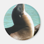 sea lion fridge magnet
