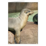Sea Lion Greeting Card