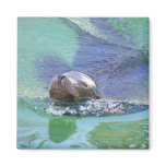 Sea Lion; In the Swim of Things! Refrigerator Magnets