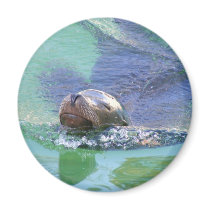 Sea Lion; In the Swim of Things! Fridge Magnets