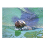 Sea Lion; In the Swim of Things! Postcards