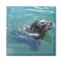 Sea lion. magnets by Acorns_tree Sea lion. magnets