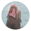 Sea Lion Mouth Open Sticker by angeleyes_9136 Sea Lion Mouth Open Sticker