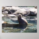 Sea Lion Picture Poster